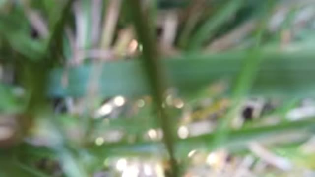 HIDDEN LAKE COLORADO-2016: Blurry Closeup Of Plants And Leaves