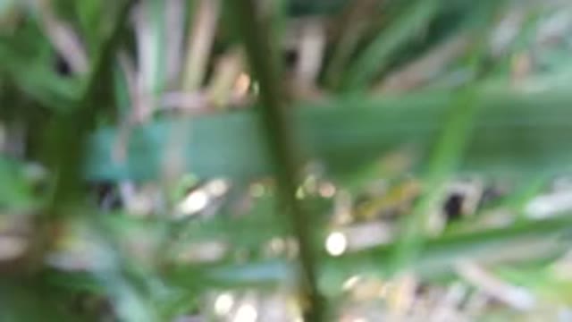 HIDDEN LAKE COLORADO-2016: Blurry Closeup Of Outdoor Plants