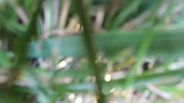 HIDDEN LAKE COLORADO-2016: Blurred Video Of Green Plants And Water Drops