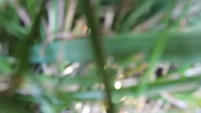 HIDDEN LAKE COLORADO-2016: Footage Of Green And Yellow Plants In A Sunlit Field