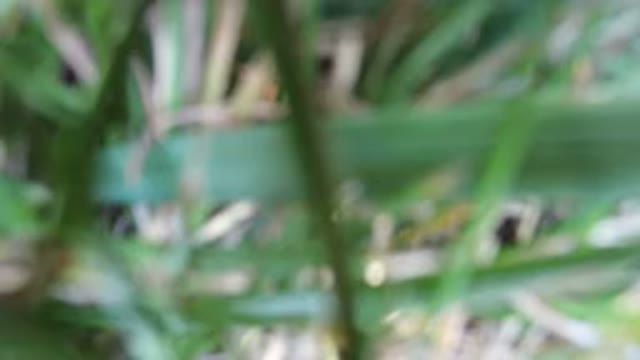 HIDDEN LAKE COLORADO-2016: Blurry Video Of Green Grass Taken By A Hidden Camera