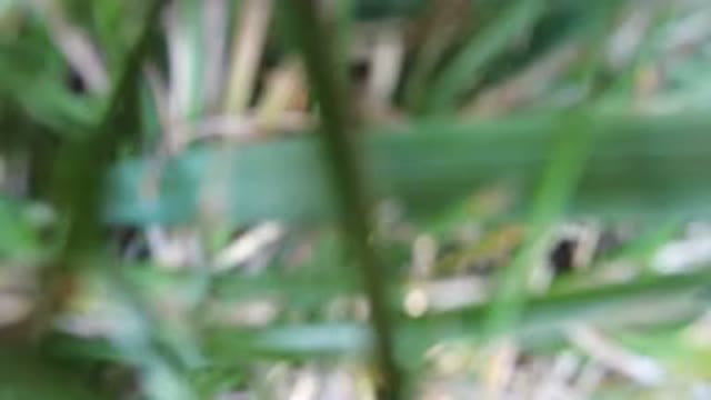HIDDEN LAKE COLORADO-2016: Blades Of Grass Stand Out In This Amazing Up Close