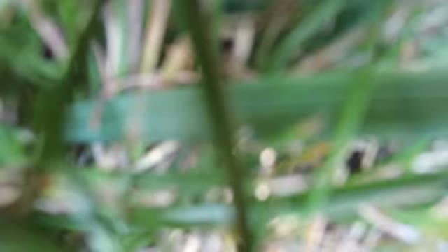 HIDDEN LAKE COLORADO-2016: Footage Of An Unknown Green Plant