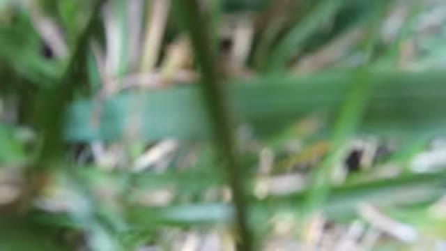HIDDEN LAKE COLORADO-2016: Blurry Video Of Camera In Grass
