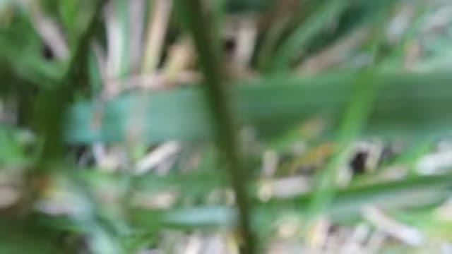 HIDDEN LAKE COLORADO-2016: The Blurred View Of Vegetation And Movement In