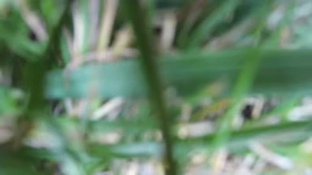 HIDDEN LAKE COLORADO-2016: Footage Of Some Green Plants