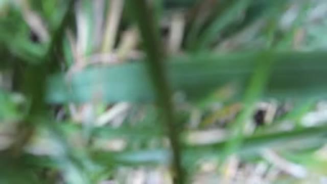 HIDDEN LAKE COLORADO-2016: Footage Of An Unknown Green Plant