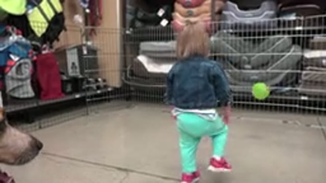 DENVER COLORADO-2016: A Toddler Walking Slowly to Catch a Bouncing Ball