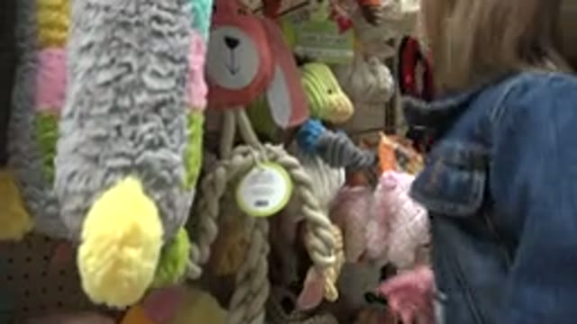 DENVER COLORADO-2016: Blonde Toddler Choosing a Dog Toy for a Pet