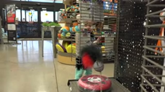 DENVER COLORADO-2016: Small Blonde Child Choosing Between Toys On A Rack In A