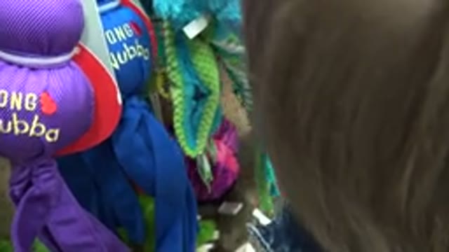 DENVER COLORADO-2016: Young Child In Pet Shop Looking At Animal Toys Kong
