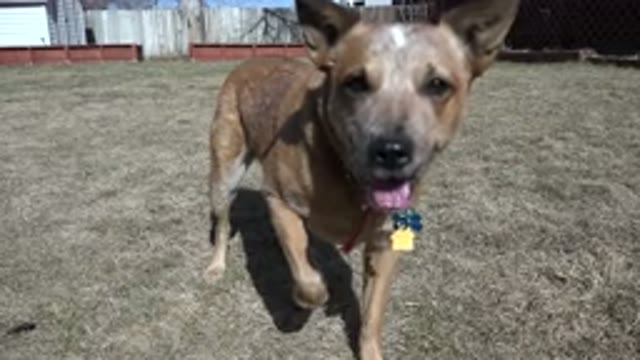 WESTMINSTER COLORADO-2016: Dog With One Leg Up Looking With Suspicion Behind