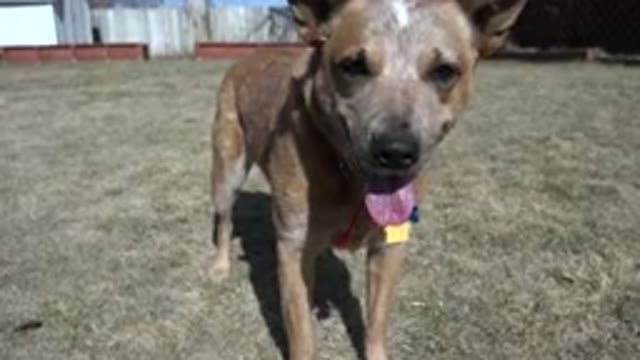 WESTMINSTER COLORADO-2016: A Cute Brown Dog Standing Outdoors With Tongue Out