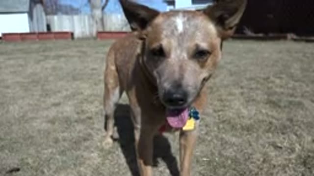 WESTMINSTER COLORADO-2016: A Multi Colored Tag Dog