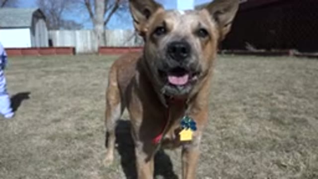 WESTMINSTER COLORADO-2016: A Panting Australian Cattle Dog With A Grey Muzzle In