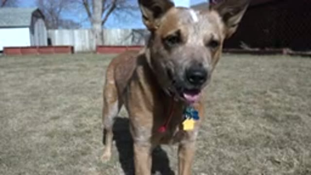 WESTMINSTER COLORADO-2016: Tan Colored Medium Sized Dog Looks In Direction Of