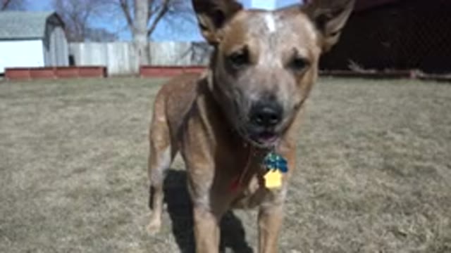 WESTMINSTER COLORADO-2016: Dog Tongue Out Barking in Backyard on Hot Day