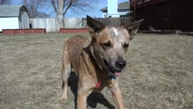 WESTMINSTER COLORADO-2016: Dog Waiting For His Wonder Breathing And Barking With