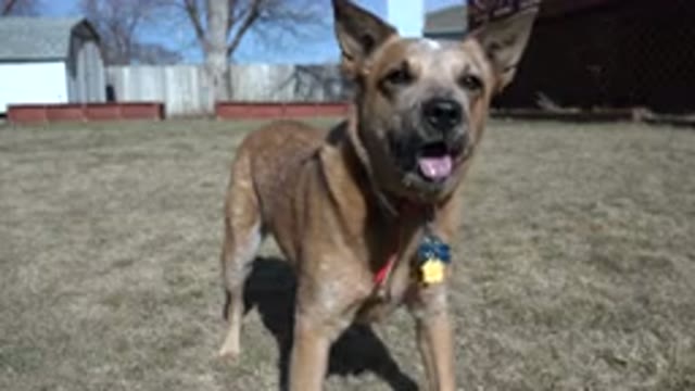 WESTMINSTER COLORADO-2016: A Panting Dog Waiting For His Owner To Throw An Object