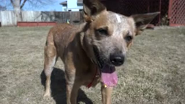 WESTMINSTER COLORADO-2016: A Dog With Brown Color Is Standing Alone In The