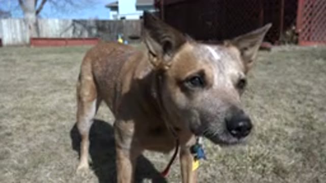 WESTMINSTER COLORADO-2016: A Small Brown Dog Raising His Head And Facing the Camera