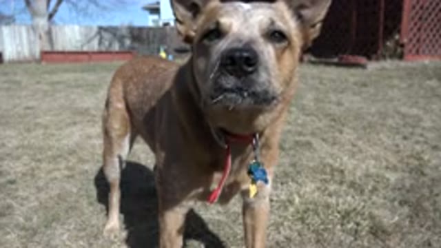WESTMINSTER COLORADO-2016: A Small Brown Dog With Key Chains Staring at Camera
