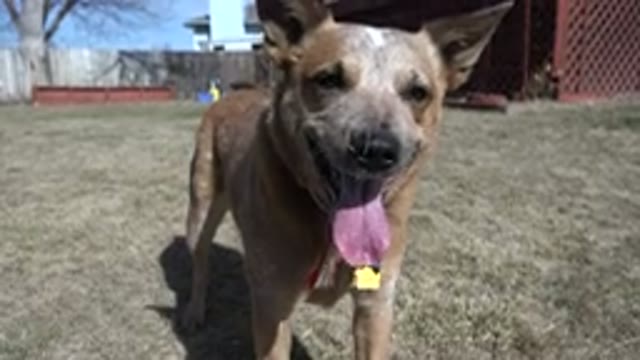 WESTMINSTER COLORADO-2016: Dog Panting With Its Tongue Out In Its Back Yard