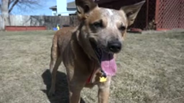 WESTMINSTER COLORADO-2016: A Happy Small Brown Dog Is Panting In Front Of The
