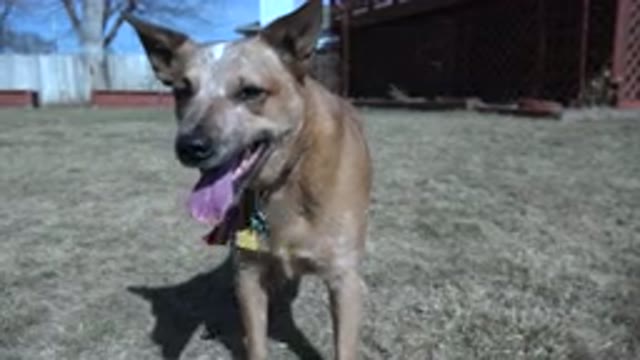 WESTMINSTER COLORADO-2016: Cool Dog Looking Like How Y'all Doing I'm Jews