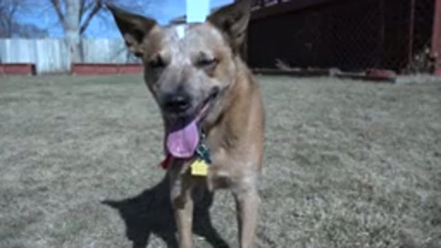 WESTMINSTER COLORADO-2016: Anxious Dog Waiting For Owner To Throw Toy