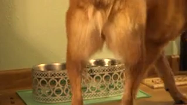 WESTMINSTER COLORADO-2015: Pet Dog Walks Away From Food And Water Bowl In The