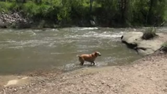WESTMINSTER COLORADO-2015: A Brown Dog Is Playing In A Body Of Water Next To A Riverbank