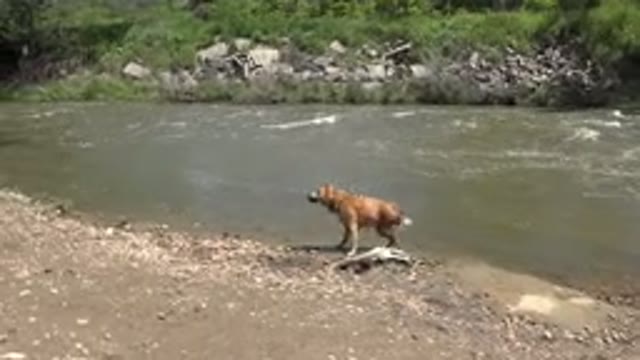 WESTMINSTER COLORADO-2015: Beautiful Caramel Colored Dog Playing On The Edge Of