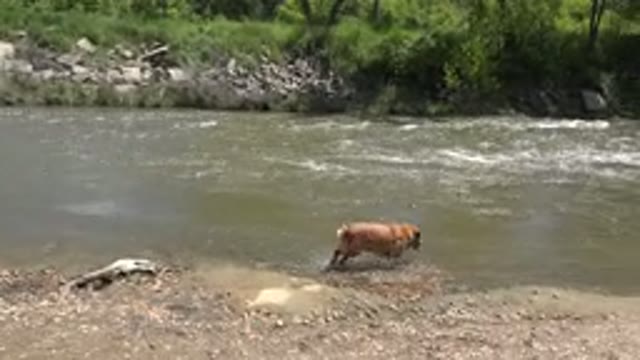 WESTMINSTER COLORADO-2015: Dog Having Fun In A River On A Beautiful Sunny Day