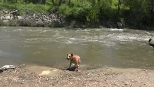 WESTMINSTER COLORADO-2015: Tan Colored Medium Sized Dog Shakes Off Water After Swimming