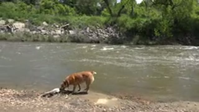 WESTMINSTER COLORADO-2015: A Large Brown Dog Walks Around In The Water And Then