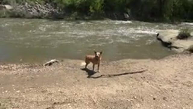 WESTMINSTER COLORADO-2015: Footage Of A Dog Near A Large Body Of Water With A Man Approaching