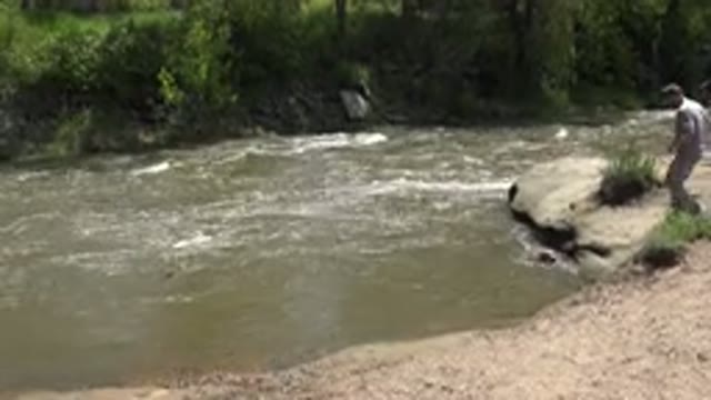 WESTMINSTER COLORADO-2015: Man Taking Dog From River