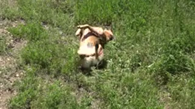 WESTMINSTER COLORADO-2015: Video Of A Dog Rolling Around In A Patch Of Green