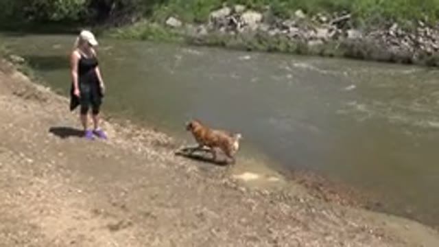 WESTMINSTER COLORADO-2015: Cheerful Dog Walks By The River With Its Owner On A