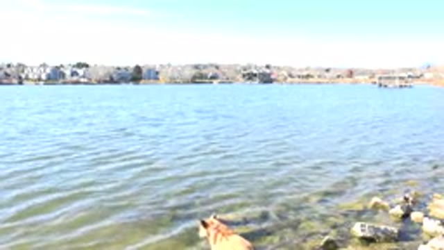 HIDDEN LAKE COLORADO-2017: Dog On The Rocks On Bank Of Calm Water Bay Landscape