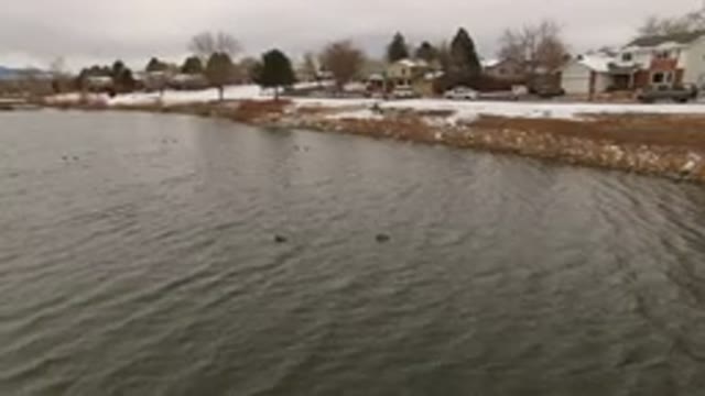 JEFFERSON COUNTY COLORADO-2015: A Shaky Video Of A Body Of Water And There Are Ducks Swimming