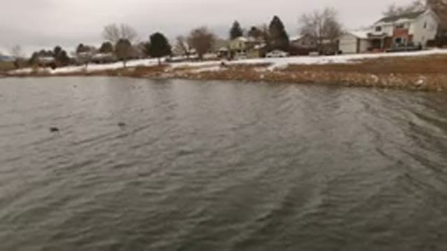 JEFFERSON COUNTY COLORADO-2015: Creatures Swimming In The Calm Lake Besides