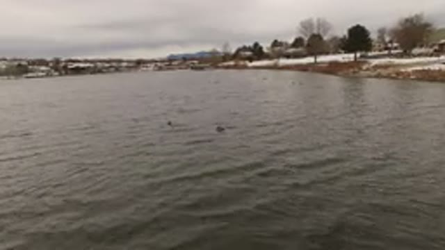 JEFFERSON COUNTY COLORADO-2015: Lake Surrounded By The City With Some Ducks