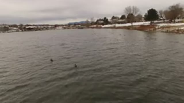 JEFFERSON COUNTY COLORADO-2015: A Body of Water and a Number of Swimming Ducks
