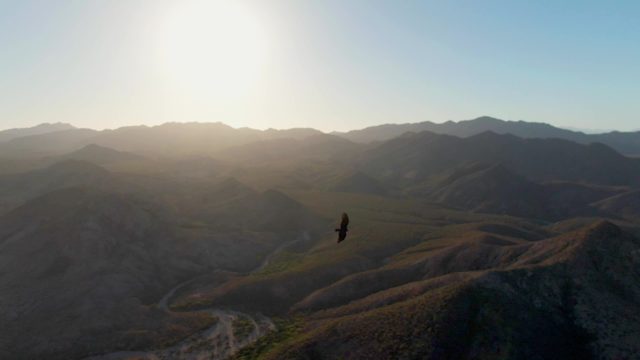 CABO PULMO BCS MEXICO-2023: Eagle Soaring Over Mountain Valley with Winding Road