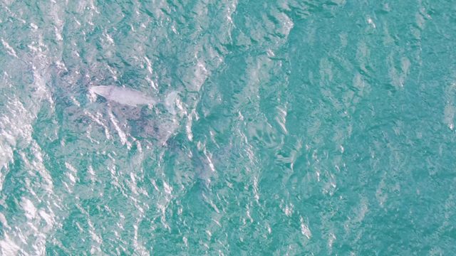 SHIPWRECKS EAST CAPE BCS MEXICO-2023: Dolphin Swimming in Clear Turquoise Water