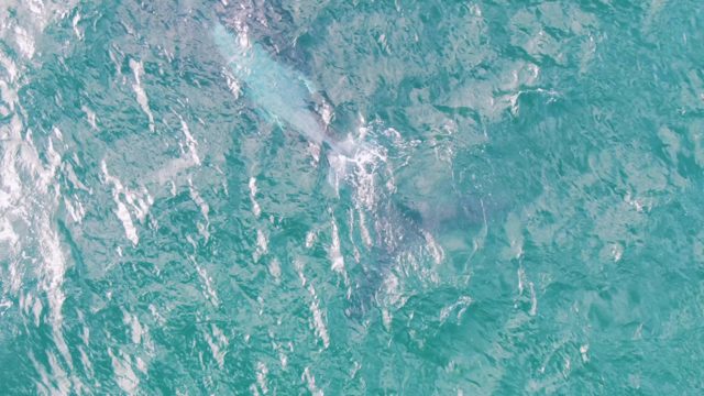 SHIPWRECKS EAST CAPE BCS MEXICO-2023: Whale Surfacing and Spouting in Ocean Water