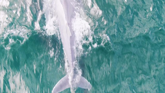 SHIPWRECKS EAST CAPE BCS MEXICO-2023: Whale Swimming in Clear Ocean Water