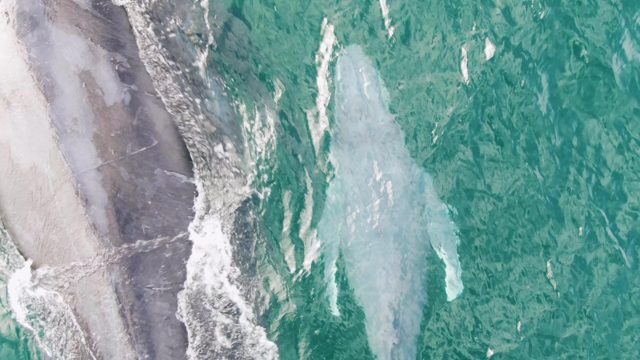 SHIPWRECKS EAST CAPE BCS MEXICO-2023: Two Whales Swimming in Clear Ocean Water